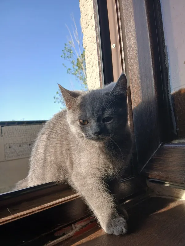 British shorthair, sotiladi