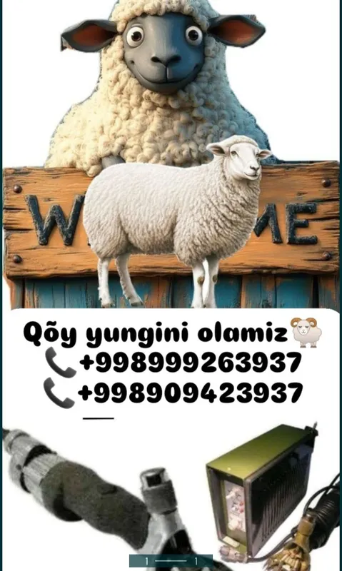 Qöy yungini olish