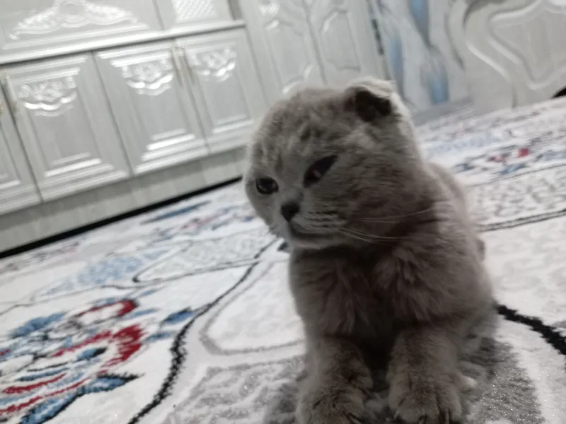 Scottish Fold mushuk sotiladi 3 Scottish Fold mushuk sotiladi 3