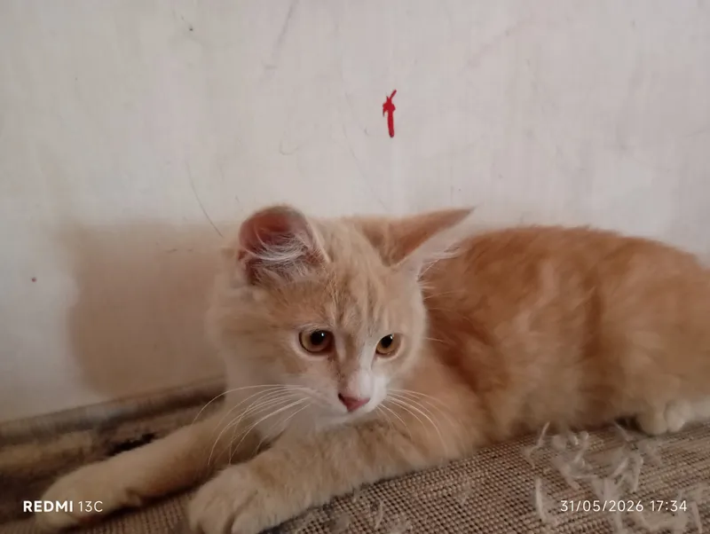 sotiladi toza aqili erkak mushuk