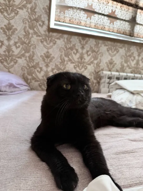 Вязкага мушу скоттиш фолд 1