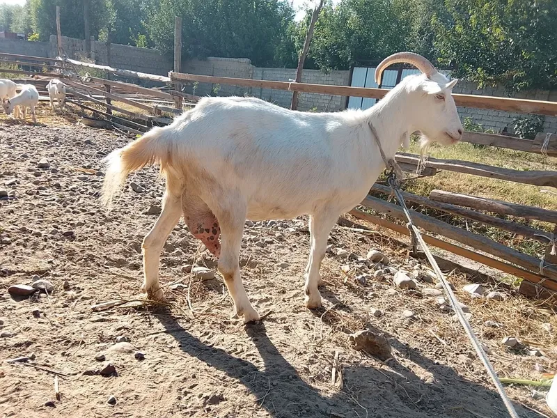 Zotdor echkilar 4 3 Zotdor echkilar 4 3