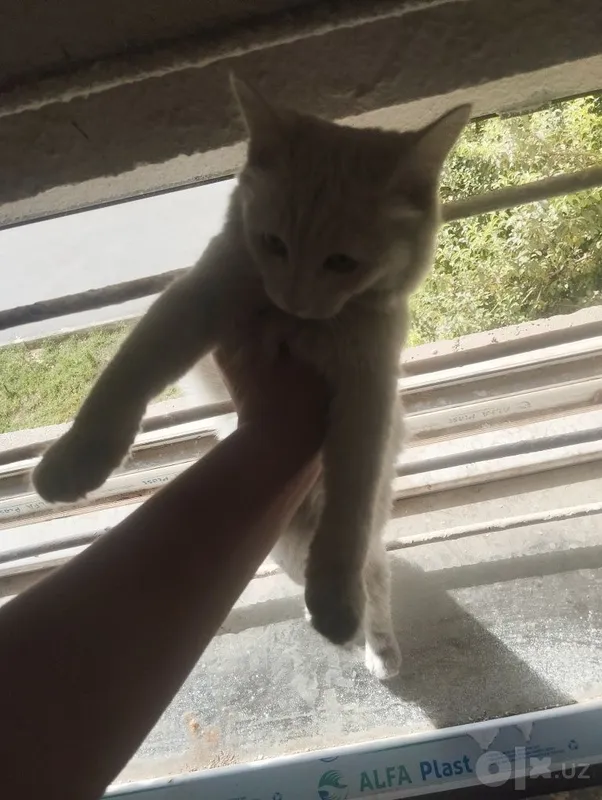 Очень милый котенок 5 Очень милый котенок 5