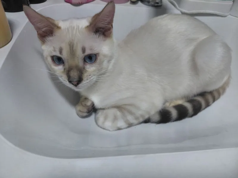 Бенгальский котенок 200$ 5 Бенгальский котенок 200$ 5