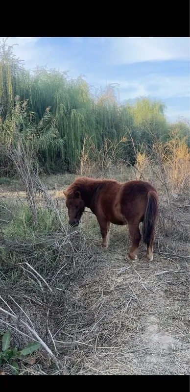 Poni Пони ot sotiladi 2