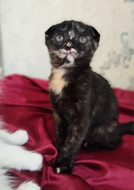 Котята в добрые ручки 2 Котята в добрые ручки 2