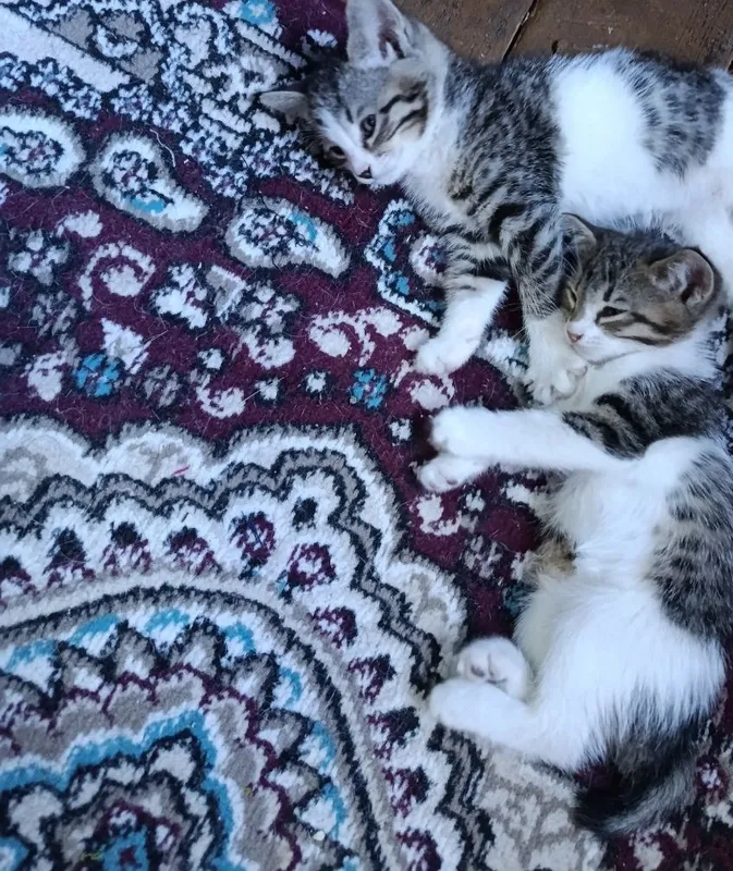 Juda chiroyli aqilli Juda chiroyli aqilli