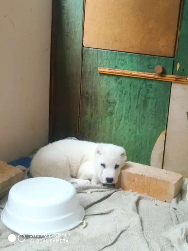 Шеночки алабаев чистокровные