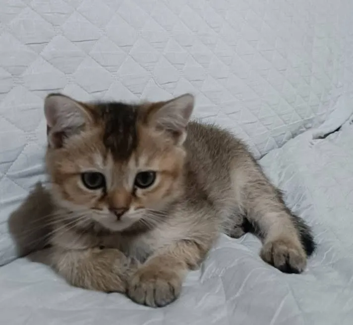 котёнок залотой шиншилла — фото 1 котёнок залотой шиншилла — фото 1