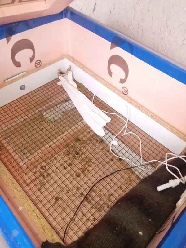 Inkubator 95 ta kovuq tuxum ketadi 2 Inkubator 95 ta kovuq tuxum ketadi 2