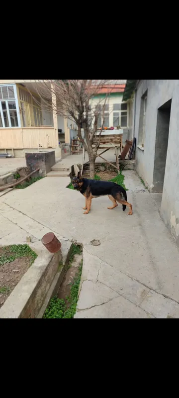 Uyli yer uchastkasi. 4