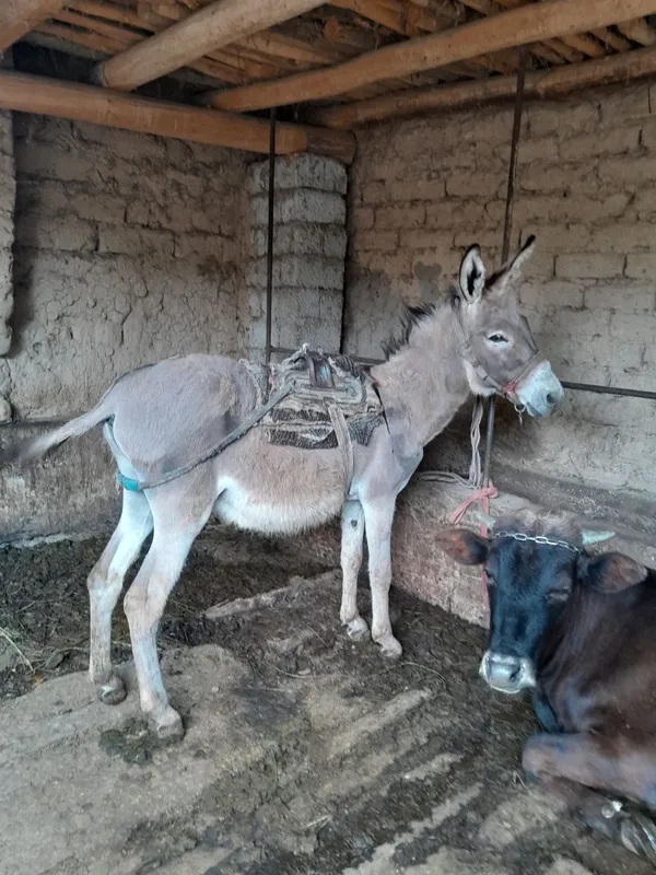 Eshak Arava sotiladi srochna