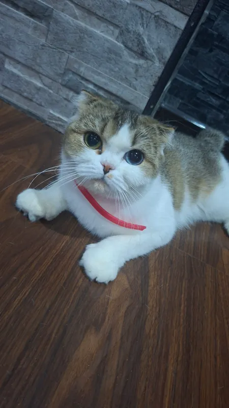 шатланская вислоухая кошка