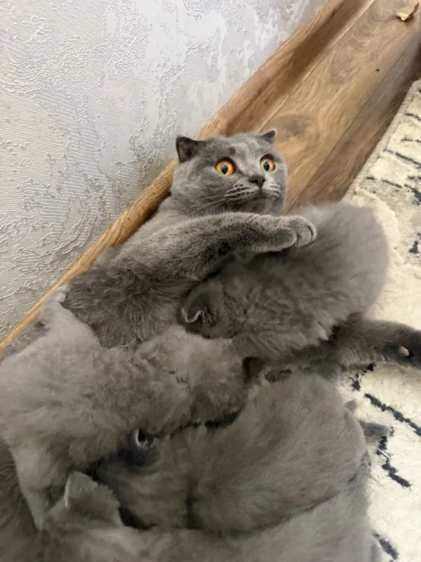 Котята британский + шотладская породистые 5 Котята британский + шотладская породистые 5