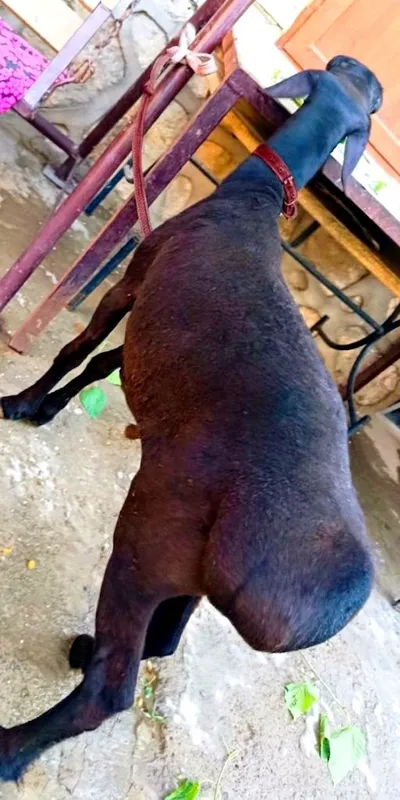 Srochna Hisori 3 Yoshar Zotli Tagal sotiladi 2 Srochna Hisori 3 Yoshar Zotli Tagal sotiladi 2