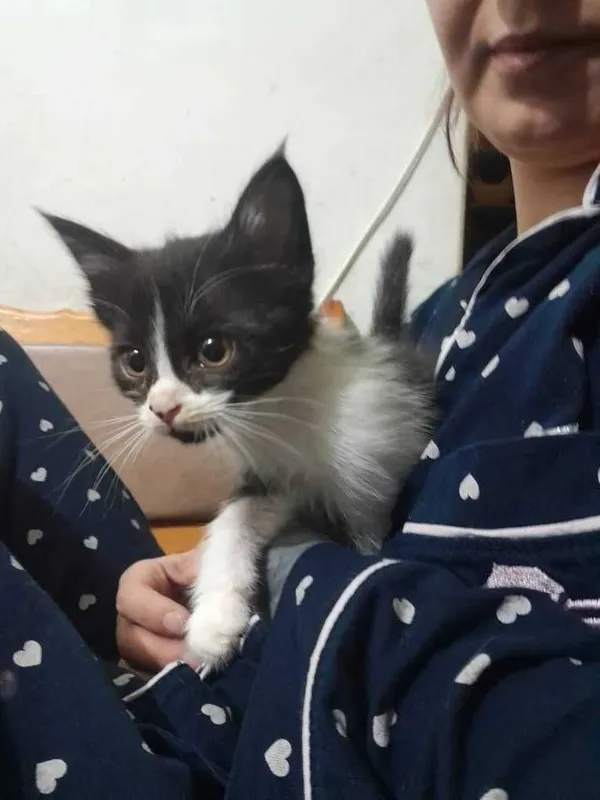Бесплатно котята — фото 2