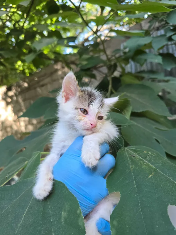 Котята ищут семьи! 3 Котята ищут семьи! 3