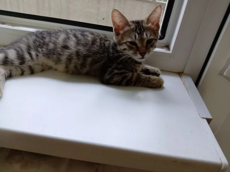 Отдам котят в хорошие руки 2 Отдам котят в хорошие руки 2
