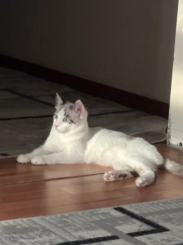 Кошка отдаётся в добрые руки 3 Кошка отдаётся в добрые руки 3