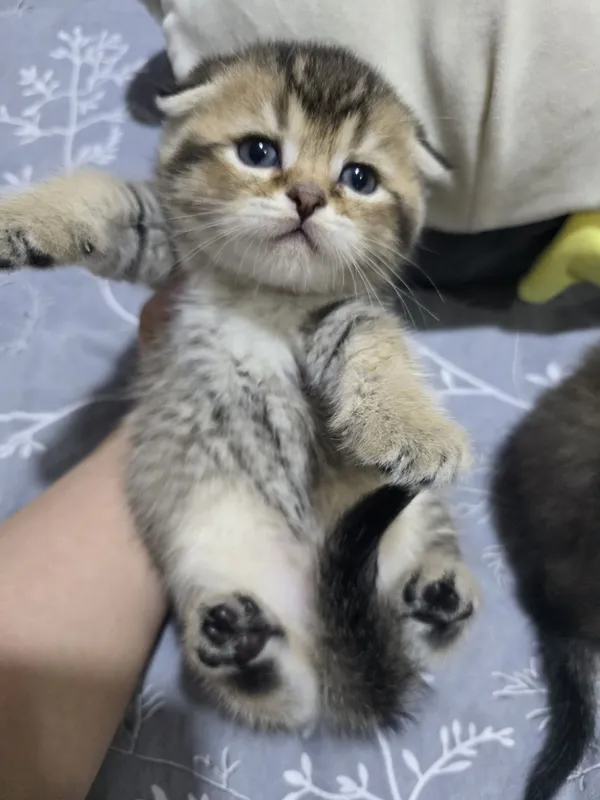 Продаются котята 6