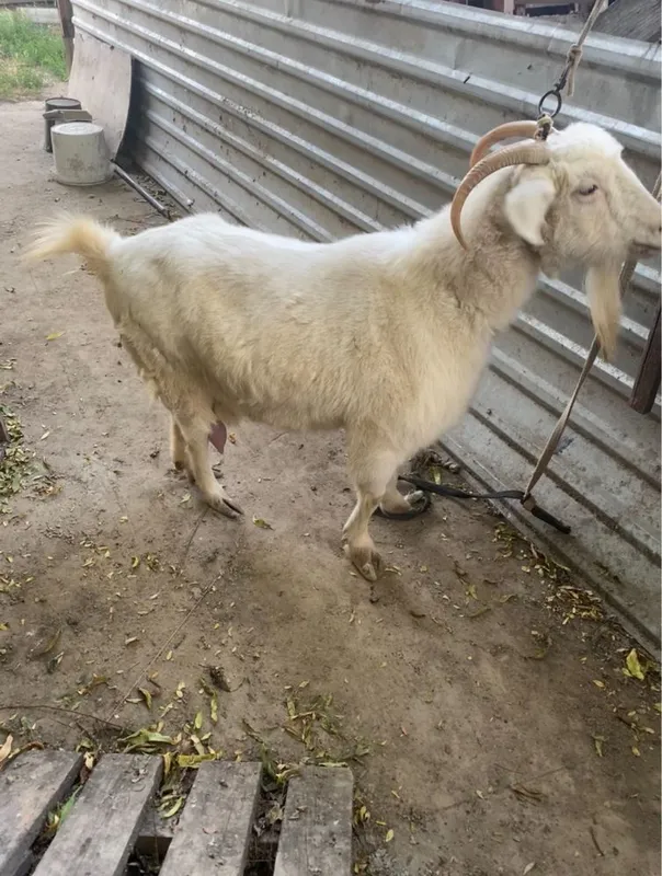 Echki sotiladi qisr