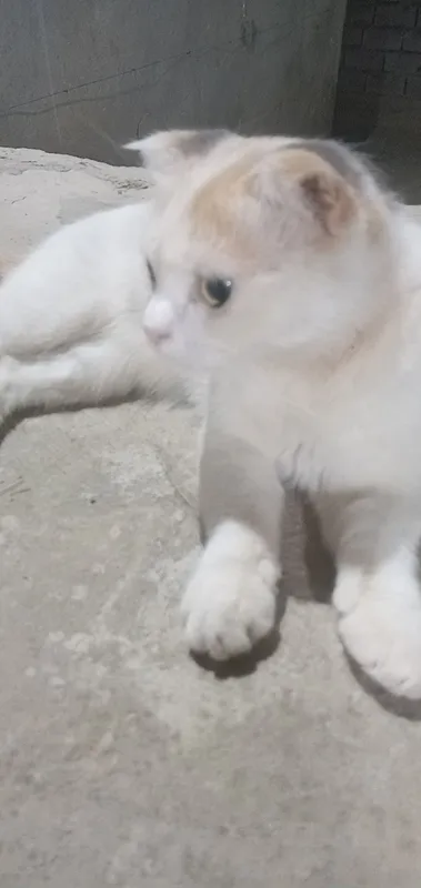 uy buwuk be ozor 3 uy buwuk be ozor 3