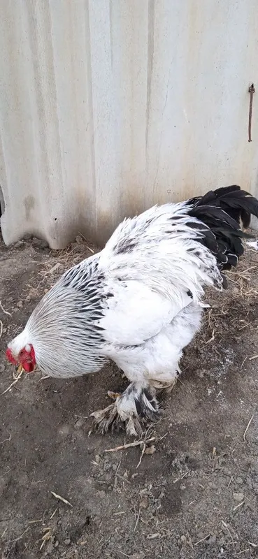Xoroz va tovuq brama ulgurib qoling — фото 1