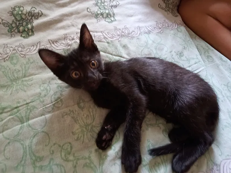 чёрный котенок мальчик 4 месяца 5 чёрный котенок мальчик 4 месяца 5