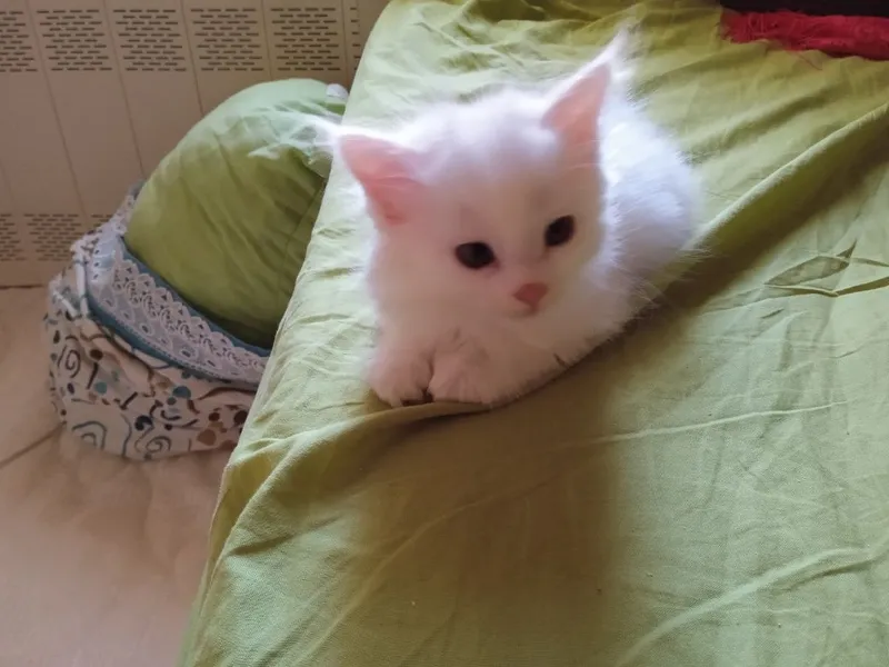 Мушукчалар текинга — фото 7