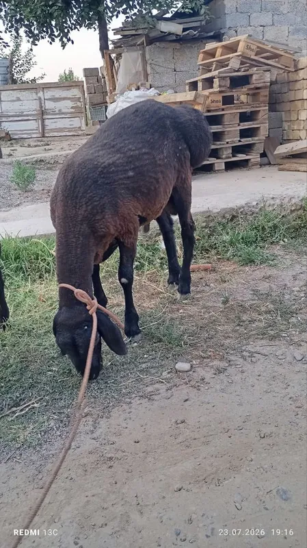 Qôchqor sotiladi 1