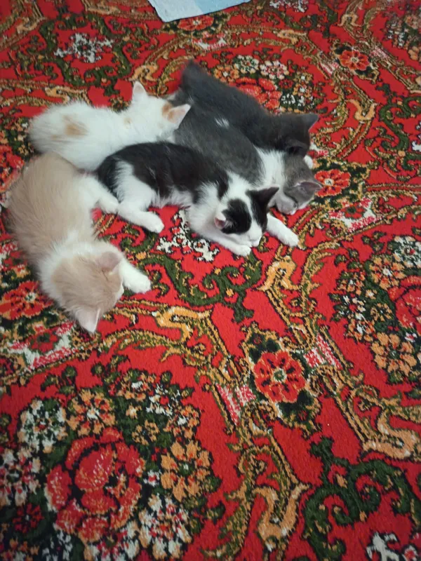 Продается котята из длинной шерсти — фото 2 Продается котята из длинной шерсти — фото 2