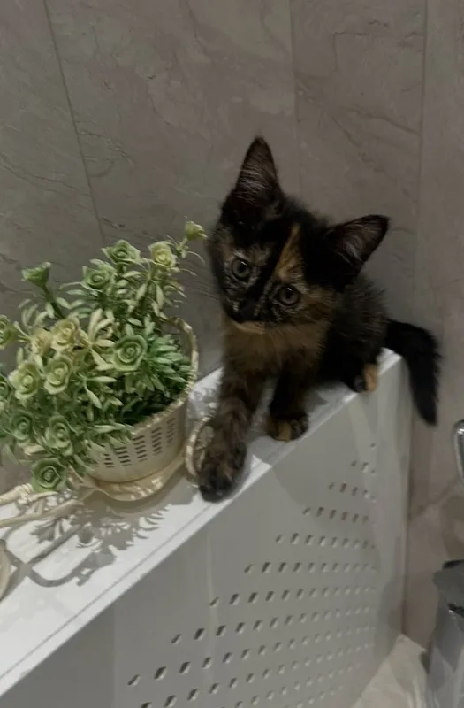 отдам котят бесплатно — фото 1