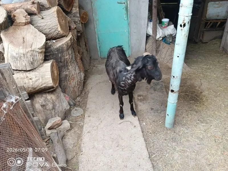 Echkikilar sotiladi