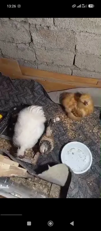 паранда — фото 1