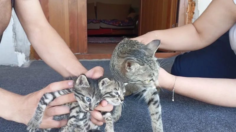 Котята в хорошие руки 4 Котята в хорошие руки 4