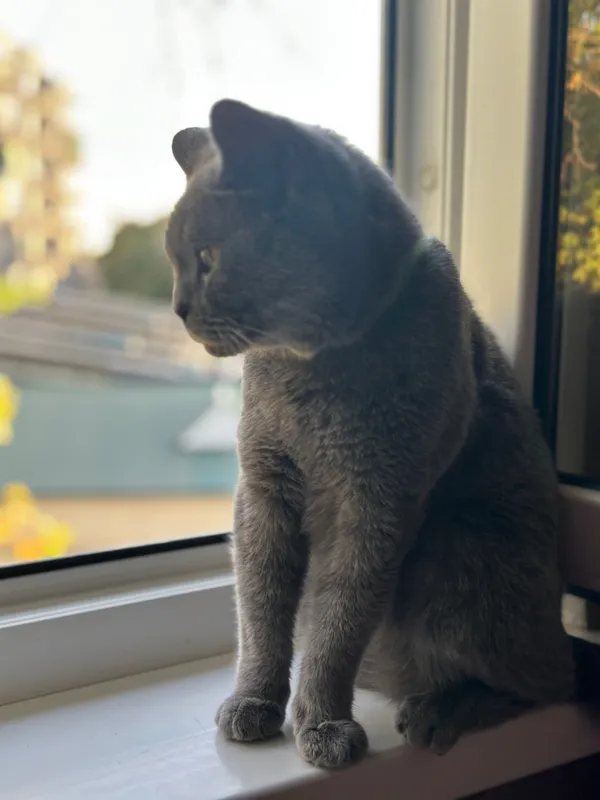 Котейки в любящую семью 7 Котейки в любящую семью 7