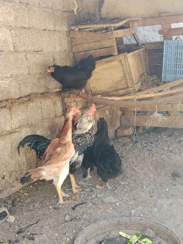 Tovuqlar sotiladi soglom kamaytiriwga