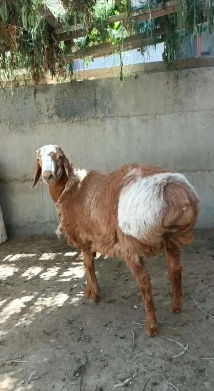 Arashan tagal barra