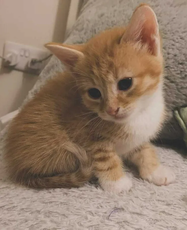 Пристраиваются домашние котята. 1 Пристраиваются домашние котята. 1