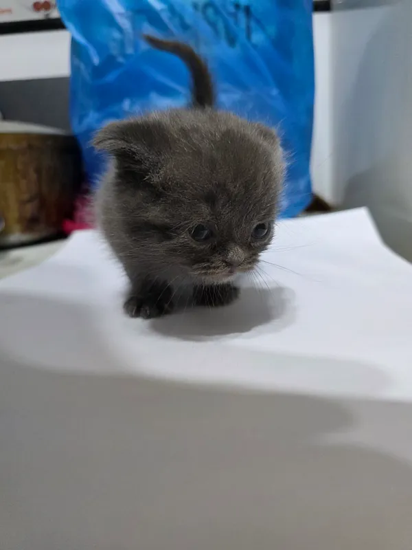 Котята Scottish Fold + British Chinchilla — фото 5