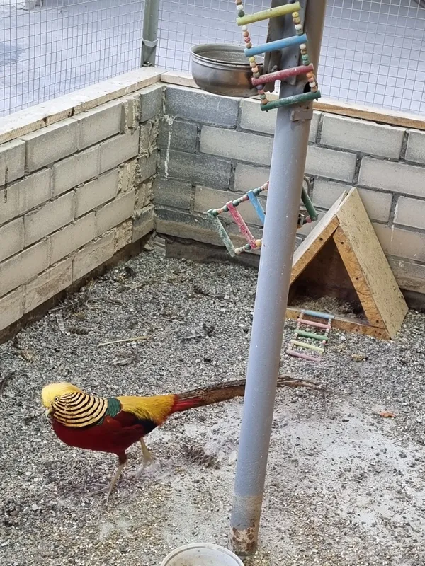 Zalatoy fazan 1+2 2 Zalatoy fazan 1+2 2