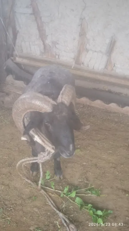 Qo'chqor sotiladi