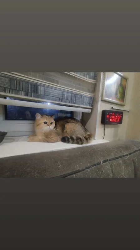 Шикарный кот на вязку Ny11 2 Шикарный кот на вязку Ny11 2