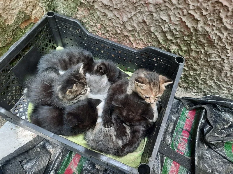 Отдам даром котят — фото 1