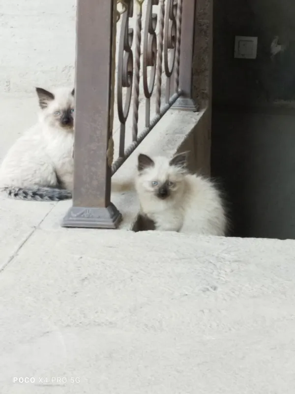 Сиамские котята. — фото 5