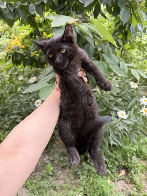 котята бесплатно, домашние 4 котята бесплатно, домашние 4