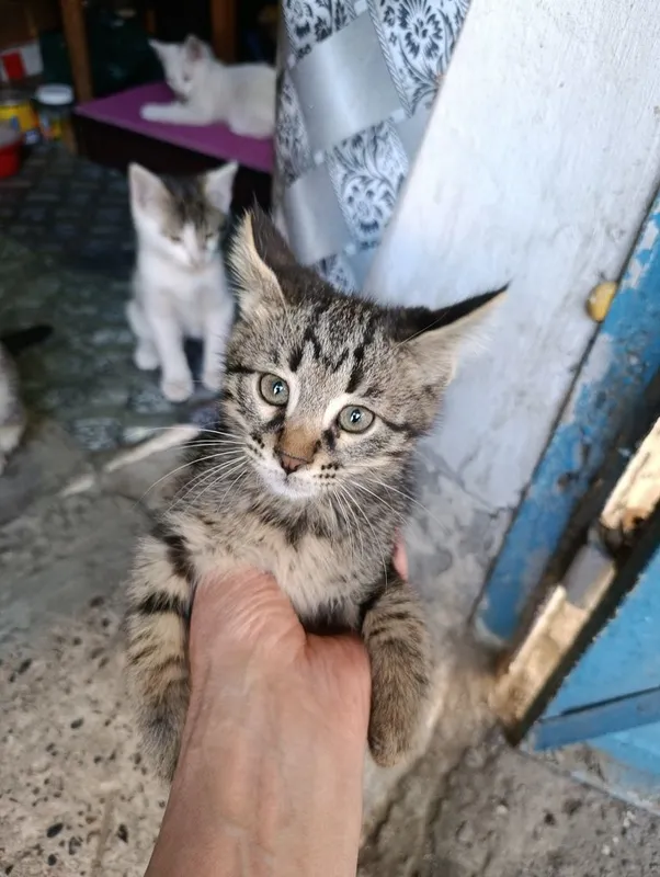 Котята домашние 4 штуки — фото 2