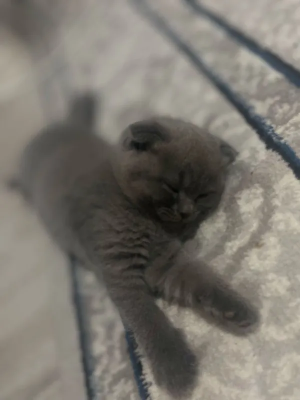 Qiz bola 1 yarim oylik Scottish Fold. narxi 100$. — фото 2