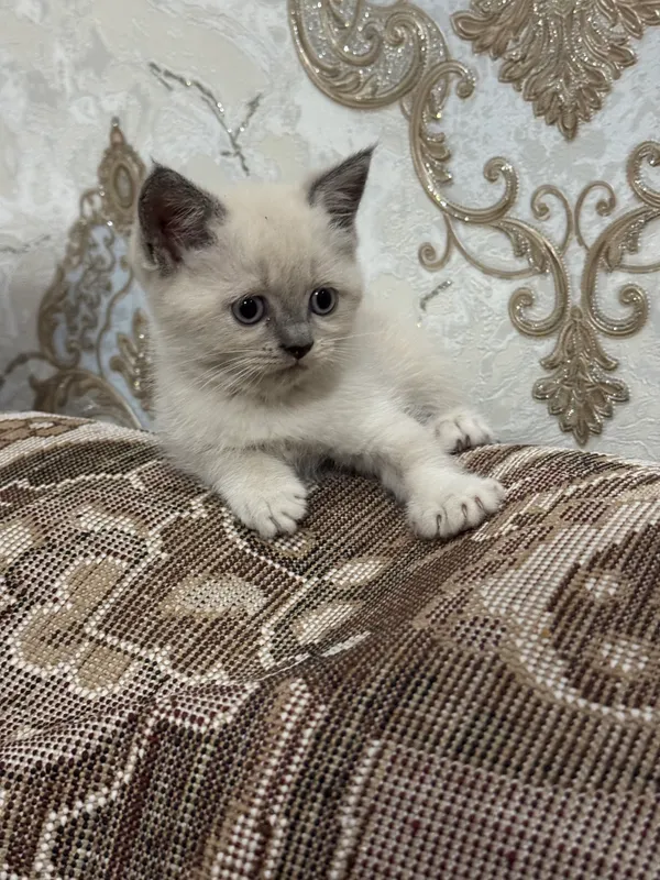 Срочно продаются котята! 2 Срочно продаются котята! 2