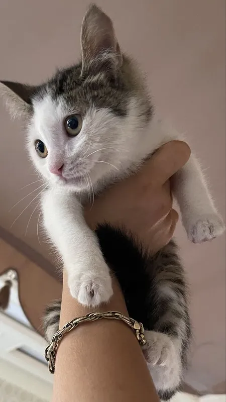 Отдам кошечку бесплатно 2 Отдам кошечку бесплатно 2